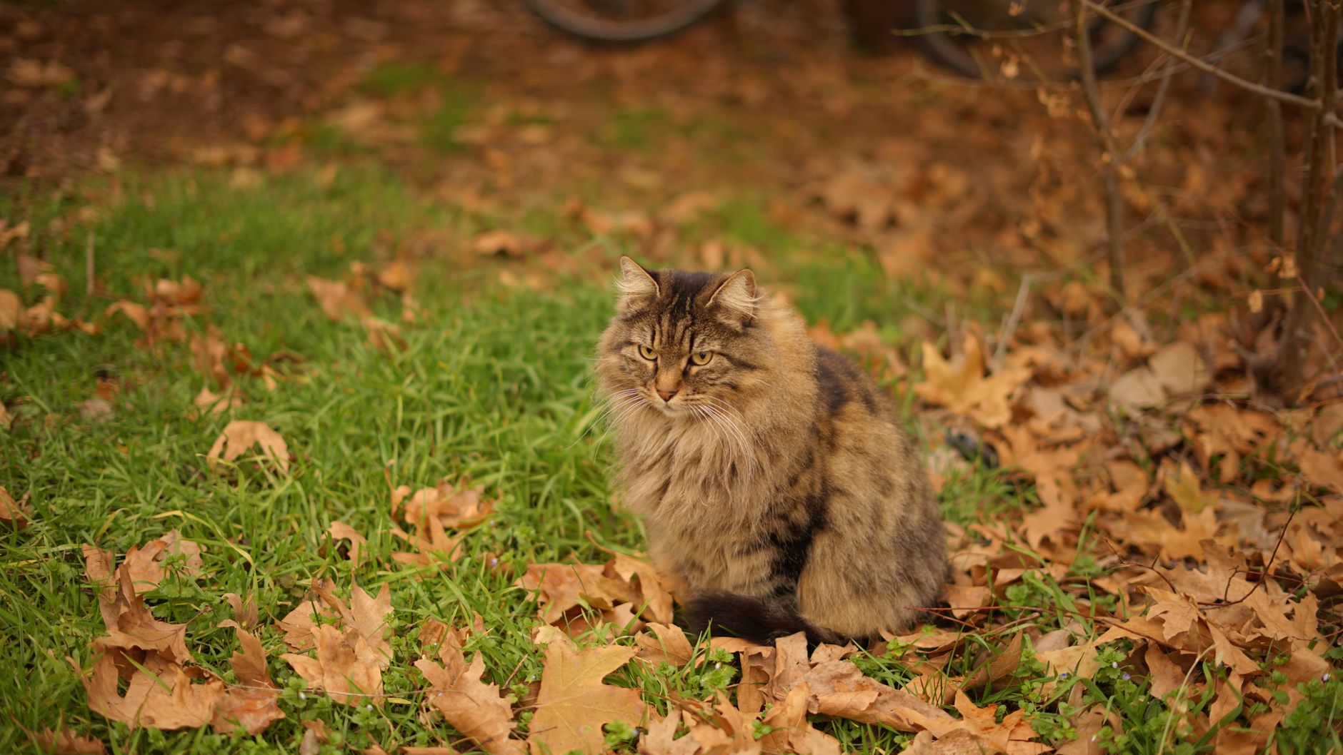 Siberian Cat: Breed Guide, Hypoallergenic Facts & Price