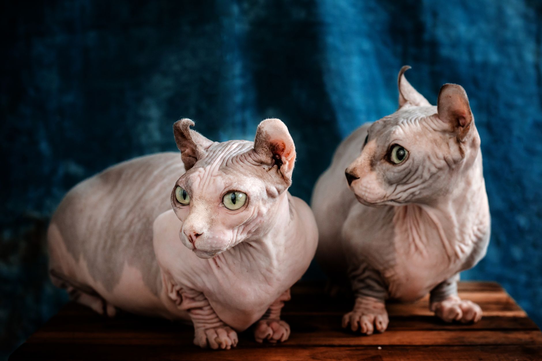 Sphynx Cat: Personality, Care, Health & Price Guide