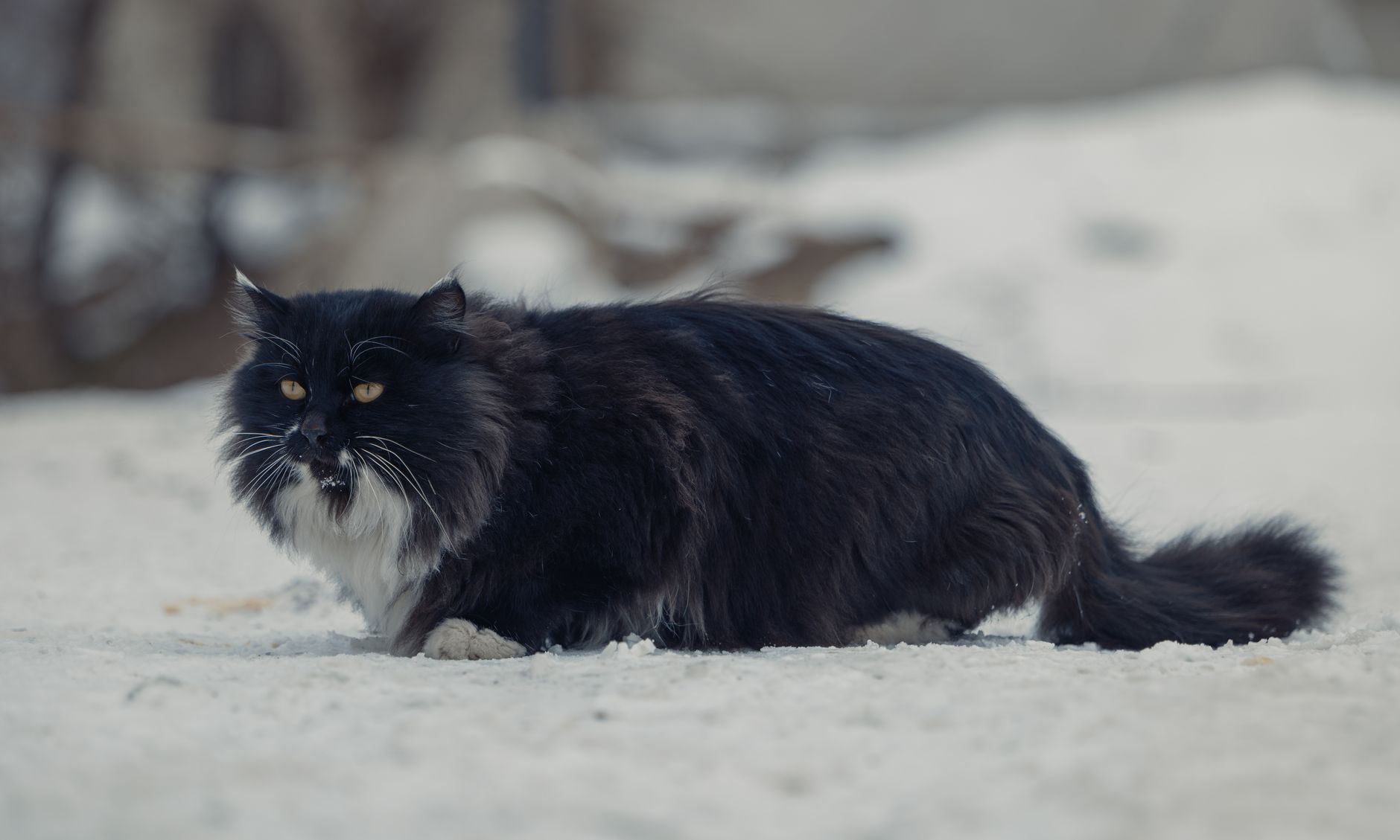 Norwegian Forest Cat: Size, Personality, Colors & Price