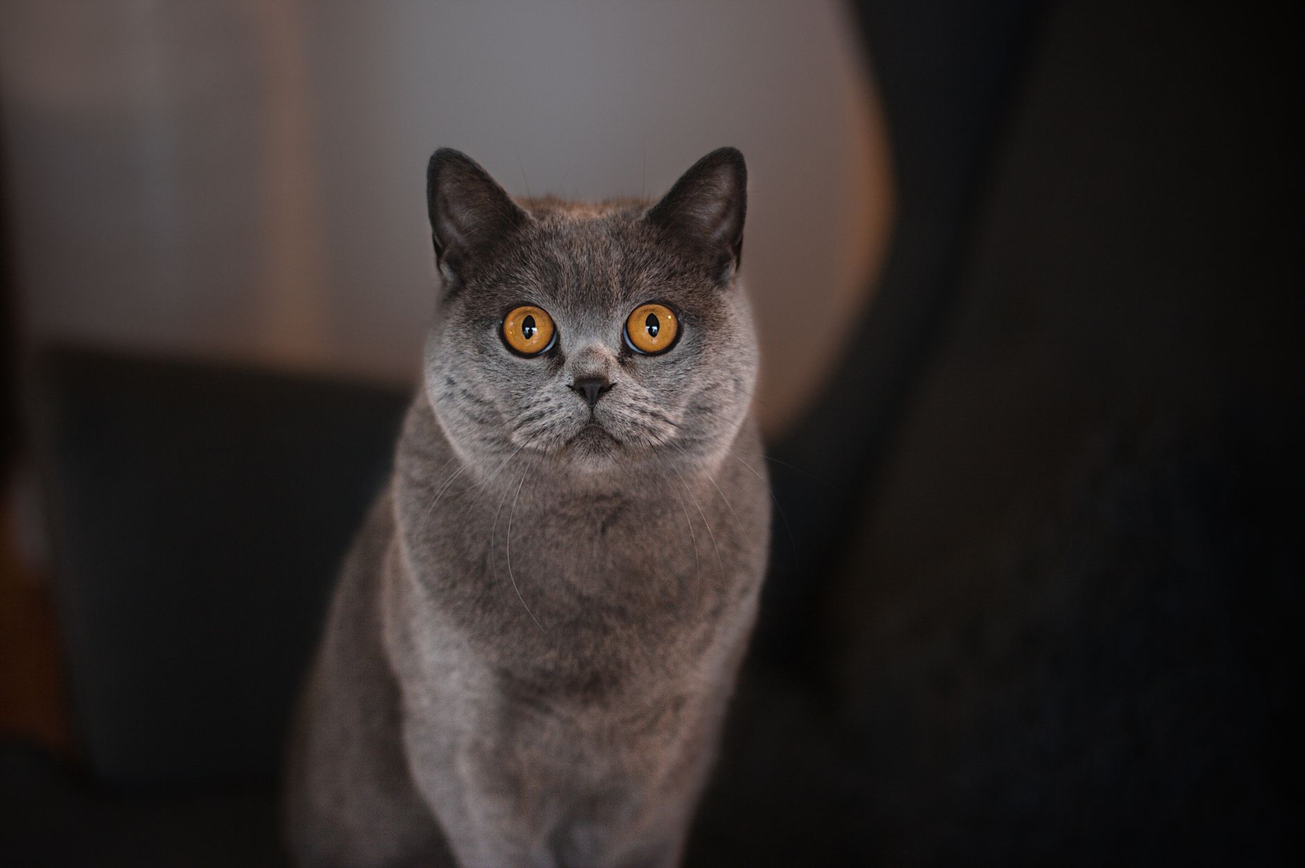 British Shorthair Cat: Traits, Care, Price & Full Guide