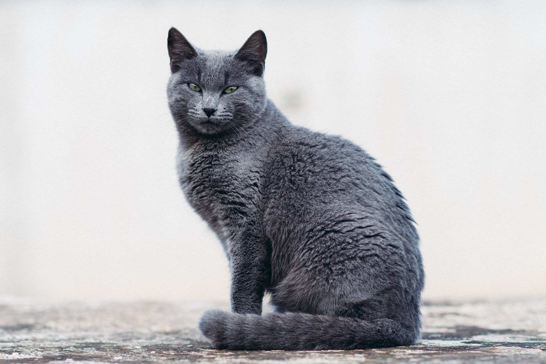 Russian Blue Cat: Personality, Price & Full Breed Guide