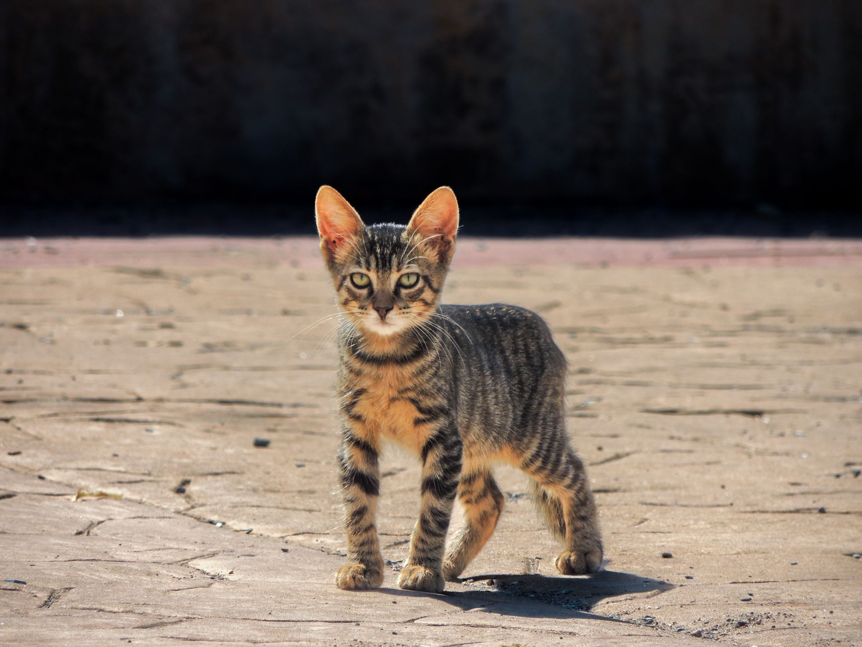 Abyssinian Cat: Breed Guide, Temperament, Colors & Price