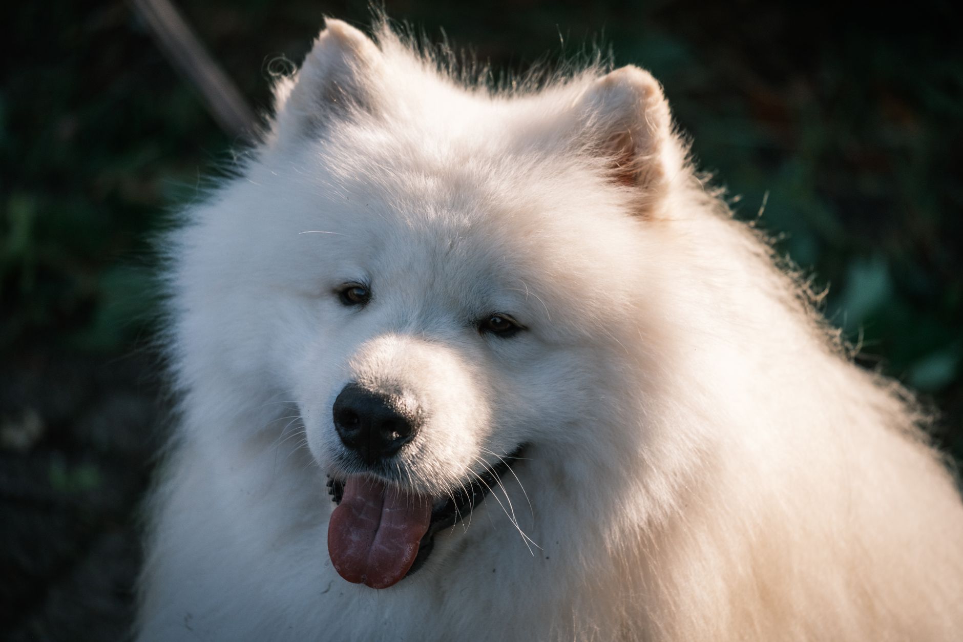 Samoyed: Breed Guide to the Smiling Sammy Dog