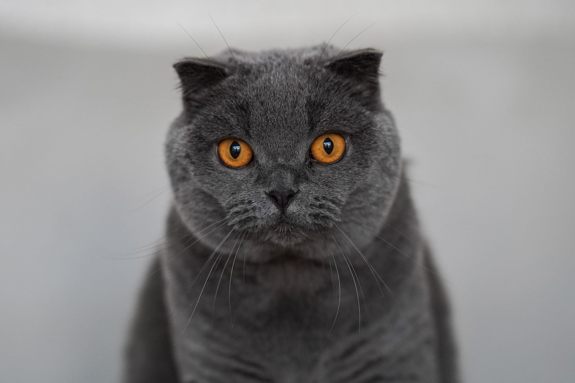 Scottish Fold: Temperament, Health, Price & Ethics